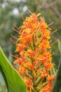 Orange Bush ginger, Hedychium coccineum Aurantiacum, flower spike Royalty Free Stock Photo